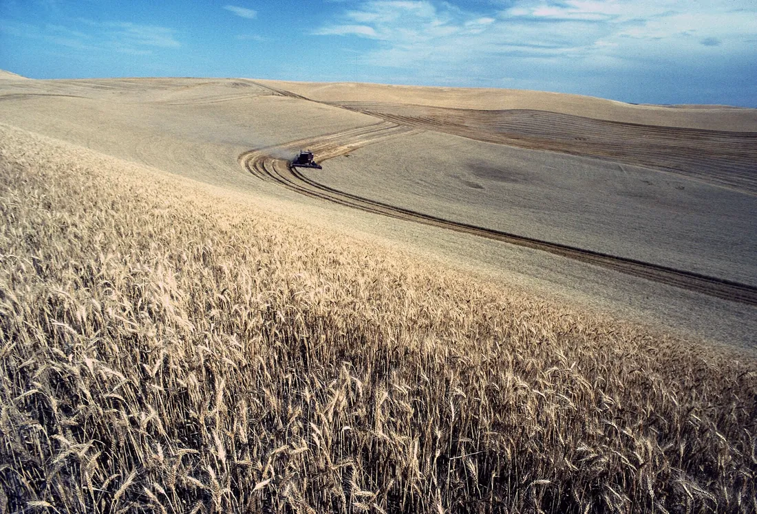 Wheat ready for harvest on rolling hills